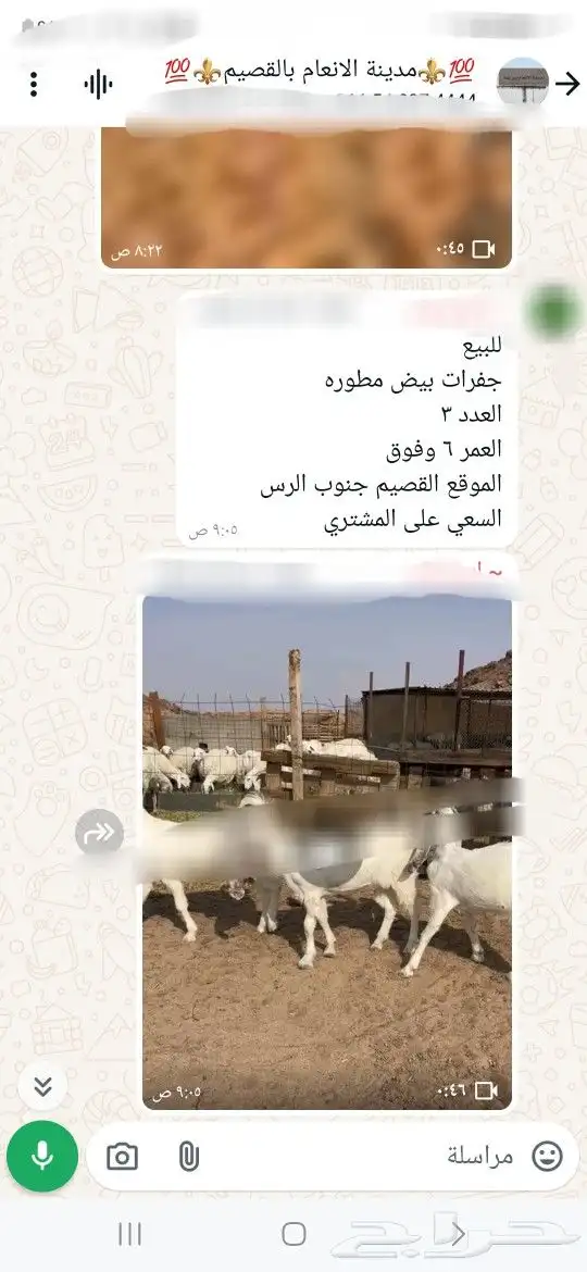للبيع ابل واغنام وماعز واعلاف . 8