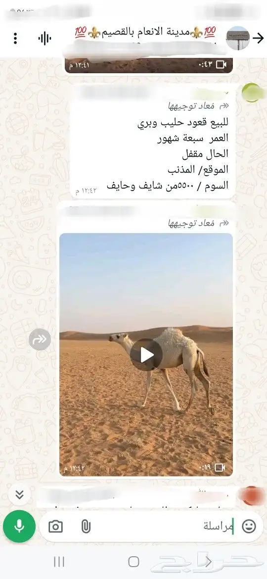 للبيع ابل واغنام وماعز واعلاف . 5