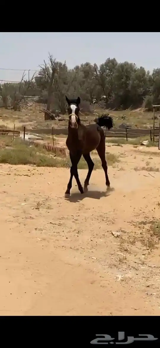 مهر عربي 3