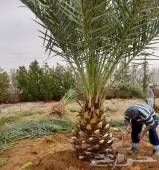 يوجد لدينا جميع انواع النخيل مثر بجميع انواعه مقاسات المختل 3