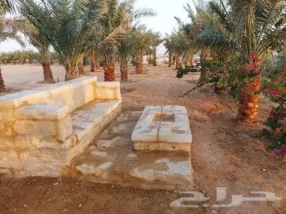 اعمال الحجر والتراث و توريد النخيل وصيانته 9