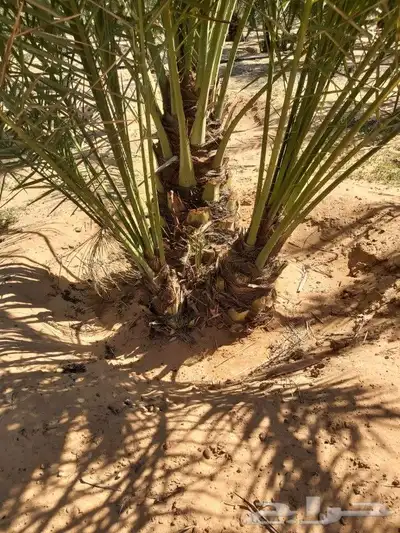 جميع انواع انخيل 2