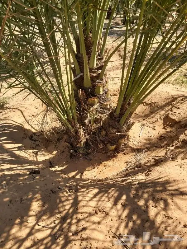 جميع انواع انخيل 2