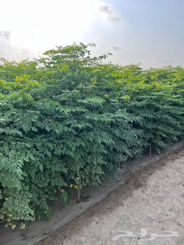مشاتل طريق الجبيل تنسيق حدائق 4