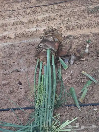 جميع انواع انخيل 8