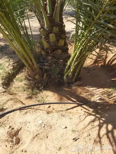جميع انواع انخيل 4