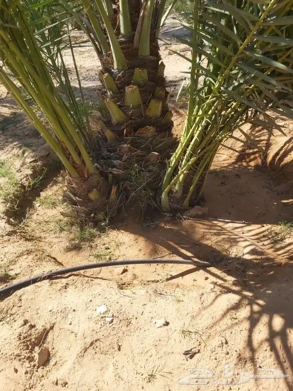 جميع انواع انخيل 4