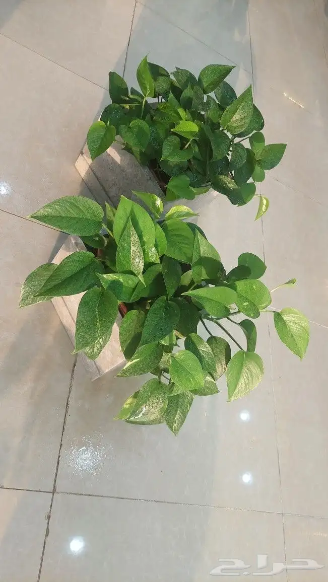 نباتات بوتس اسيوي داخلية 1