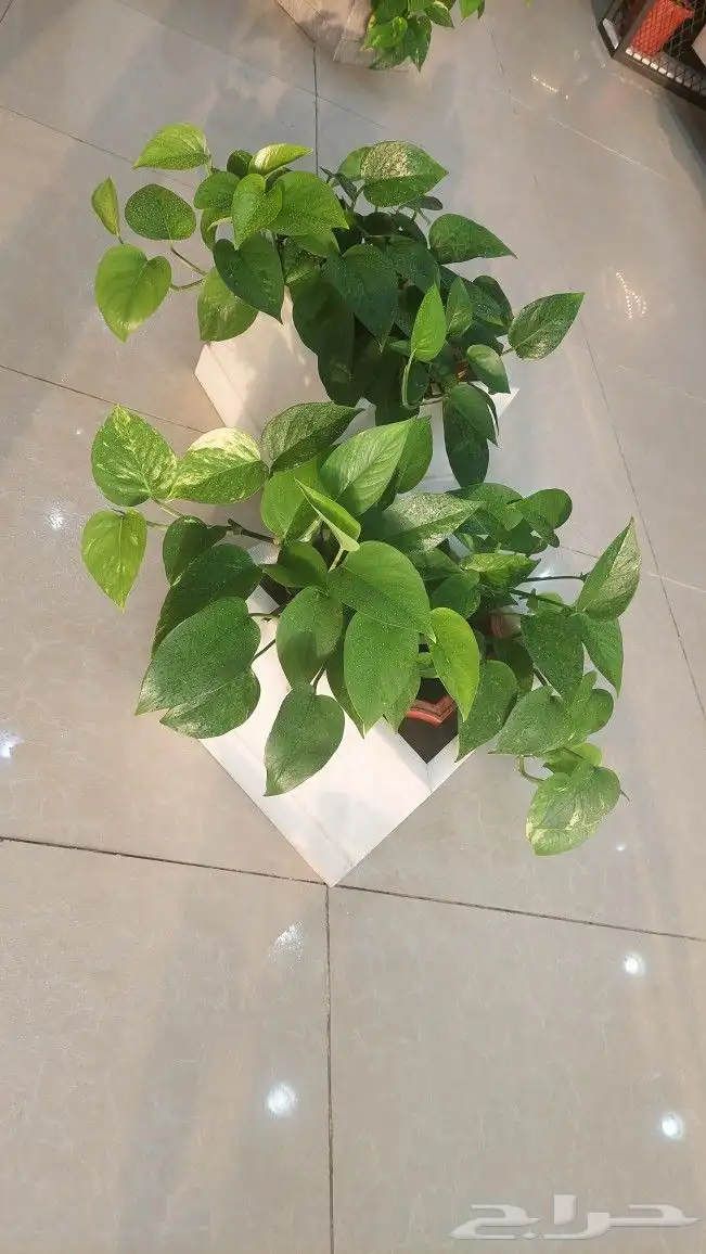 نباتات بوتس اسيوي داخلية 4