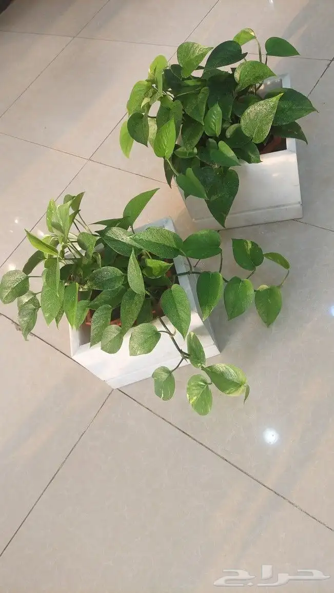 نباتات بوتس اسيوي داخلية 3