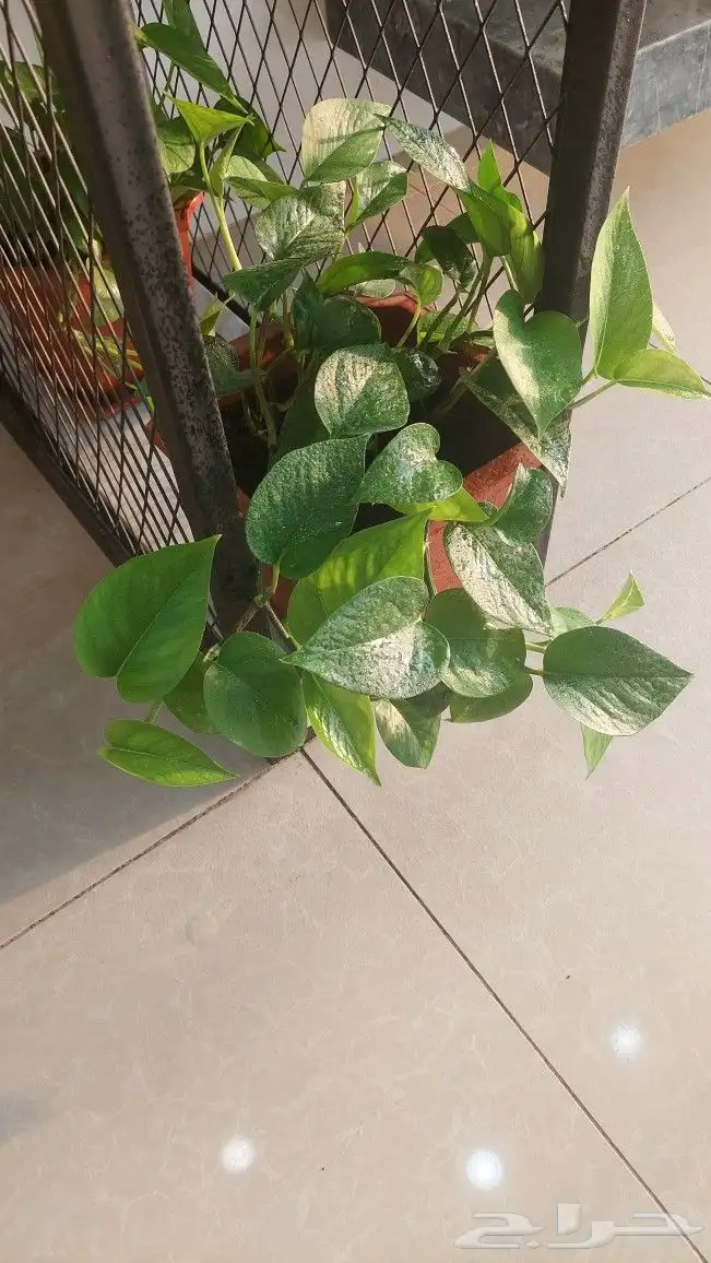 نباتات بوتس اسيوي داخلية 7