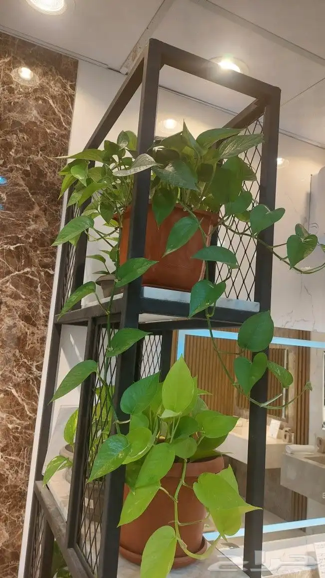 نباتات بوتس اسيوي داخلية 8