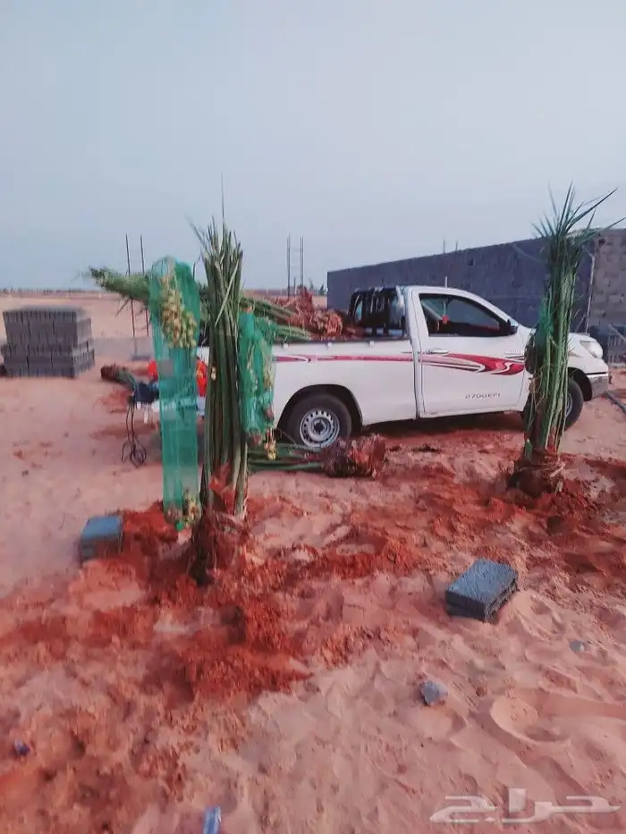 يوجد لدينا جميع انواع النخيل مثر بجميع انواعه مقاسات المختل 0