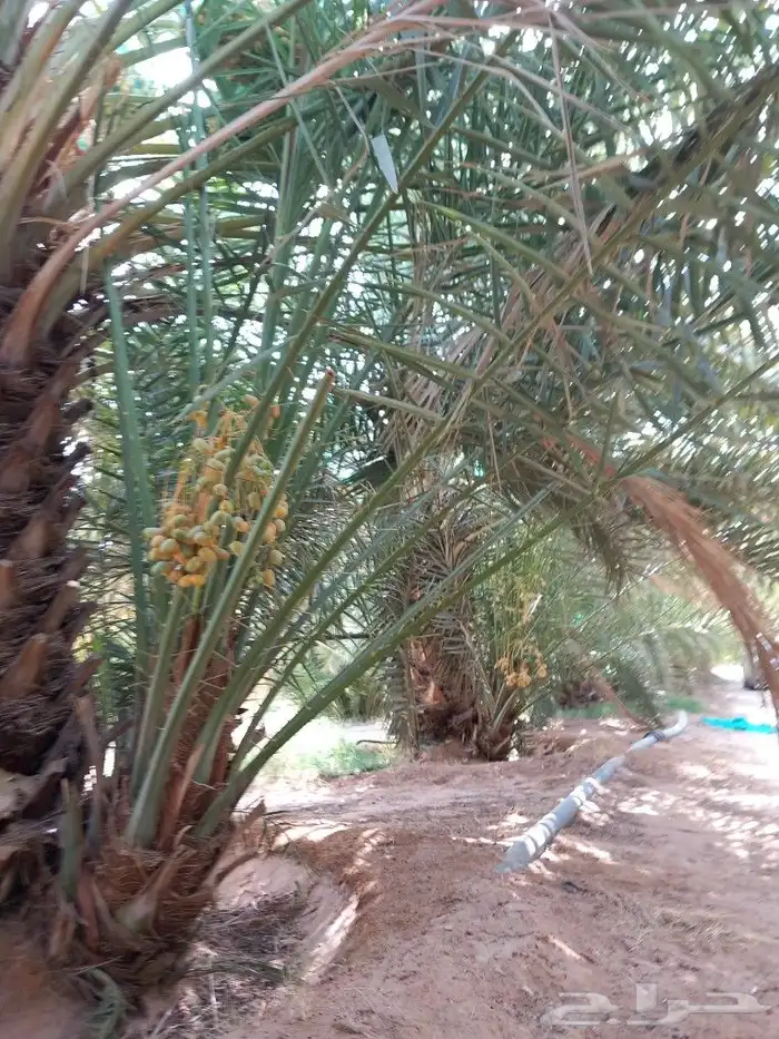 فسايل نخيل 6