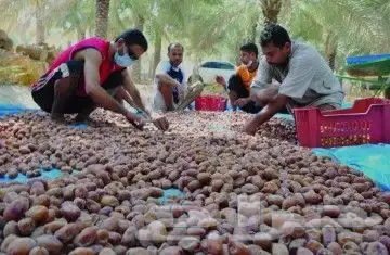 لجميع أعمال النخيل والواشنطن 8