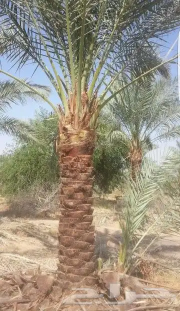 نخل وشنطني أمريكي للبيع جميع انواع المقسات 2