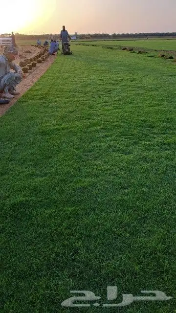 ثيل طبيعي C2000 فرنسي 6