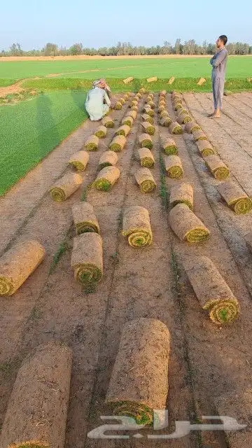 ثيل طبيعي C2000 فرنسي 4
