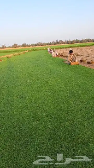 ثيل طبيعي C2000 فرنسي 7
