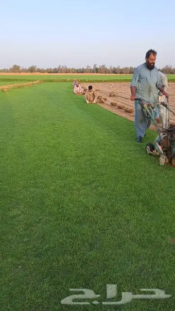 ثيل طبيعي C2000 فرنسي 8