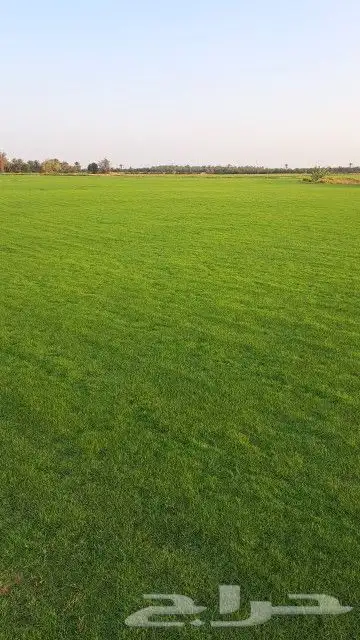 ثيل طبيعي C2000 فرنسي 5
