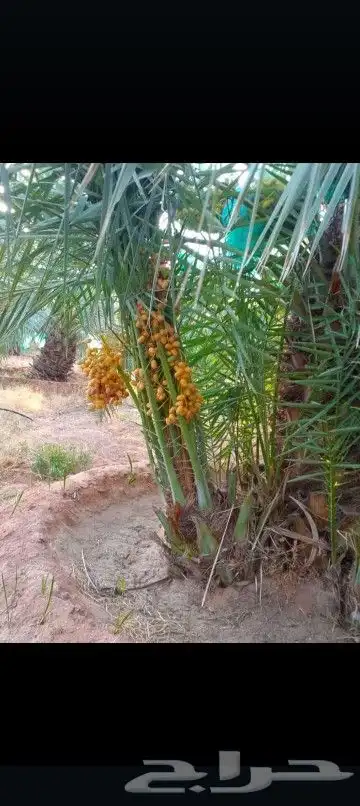 يوجد لدينا جميع انواع انخيل 6