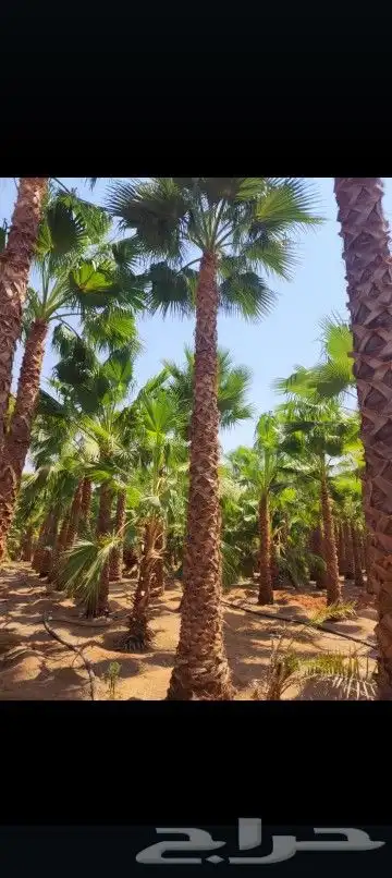 السلام عليكم ورحمه الله وبركاته يوجد لدينا نخل عربي واشنطن 1
