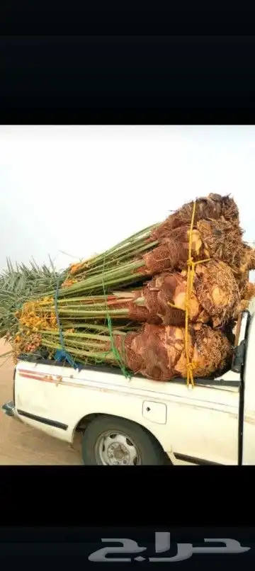 يوجد لدينا جميع انواع انخيل 0
