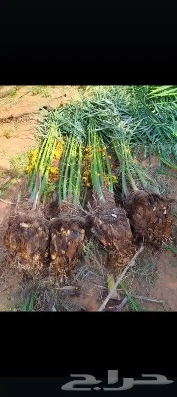 يوجد لدينا جميع انواع انخيل 1