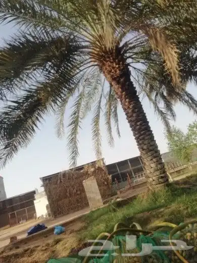 لجميع أعمال النخيل والواشنطن 7