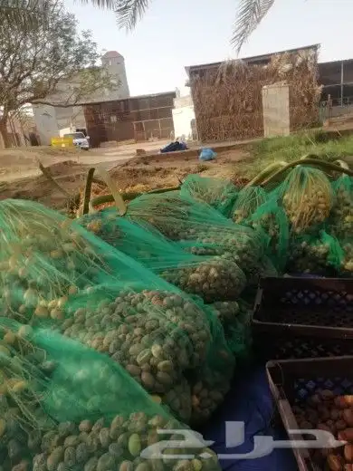 لجميع أعمال النخيل والواشنطن 2