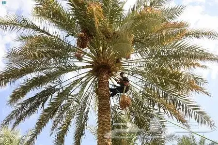 لجميع أعمال النخيل والواشنطن 0