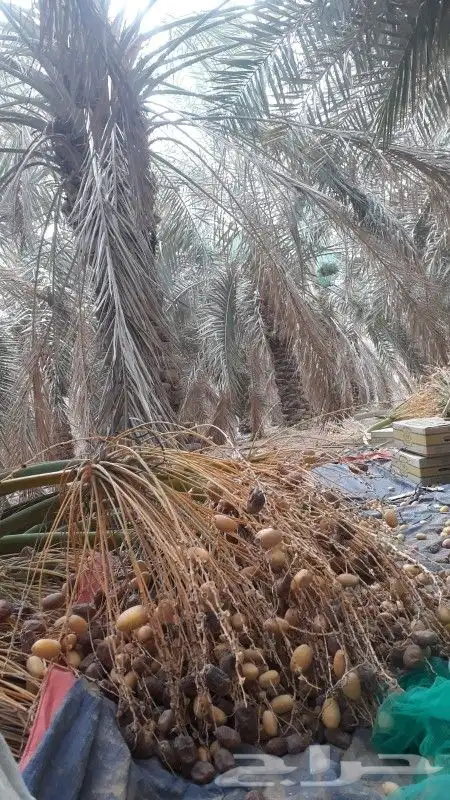 لجميع أعمال النخيل والواشنطن 4