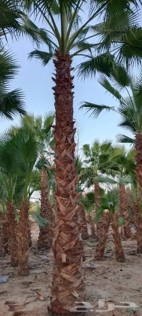 نخل وشنطني أمريكي للبيع جميع انواع المقسات 1