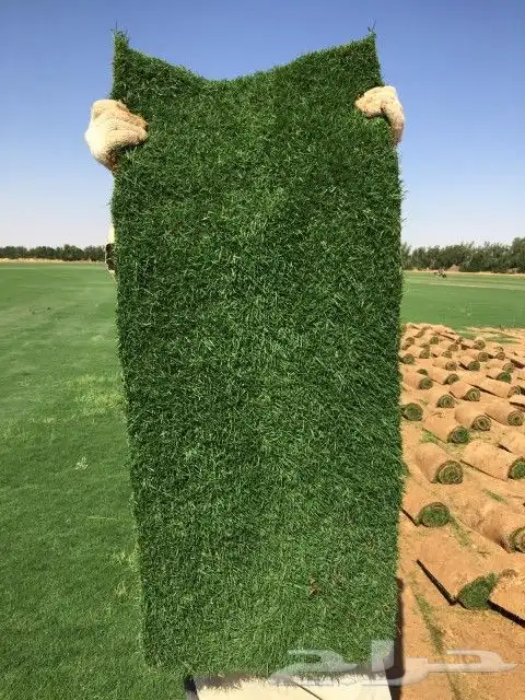 ثيل طبيعي C2000 فرنسي 1