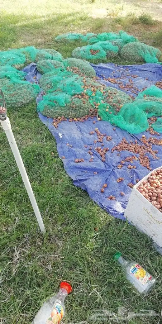 لجميع أعمال النخيل والواشنطن 1