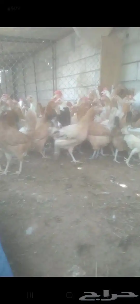 دجاج بلدي بياض شباب شرط صحه ونظافه وتحصينات ريش تام 2