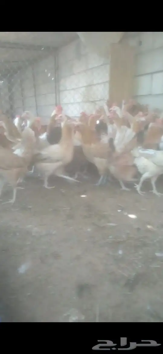 دجاج بلدي بياض شباب شرط صحه ونظافه وتحصينات ريش تام 0