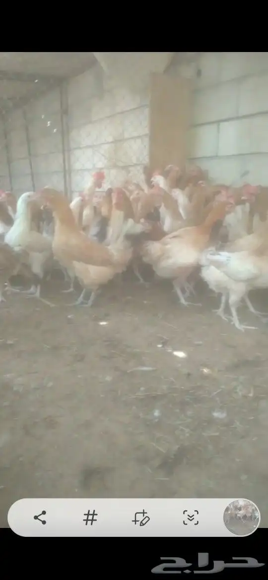 دجاج بلدي بياض شباب شرط صحه ونظافه وتحصينات ريش تام 1