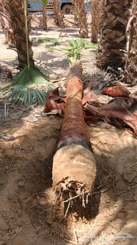 نخل وشنطني أمريكي للبيع جميع انواع المقسات 0