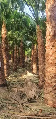 عرض على أسعار النخيل واشنطونيا ارخص الاسعار واحسن الخدمات 0