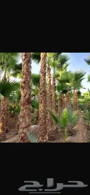 عرض على أسعار النخيل واشنطونيا ارخص الاسعار واحسن الخدمات 1