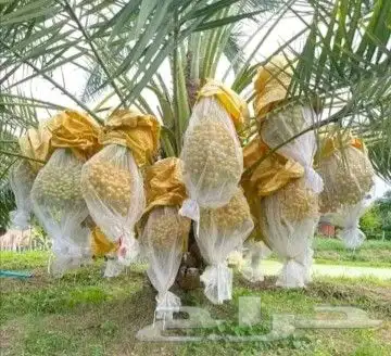 نخيل المملكه 22