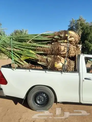 نخيل المملكه بجميع النواعه 14