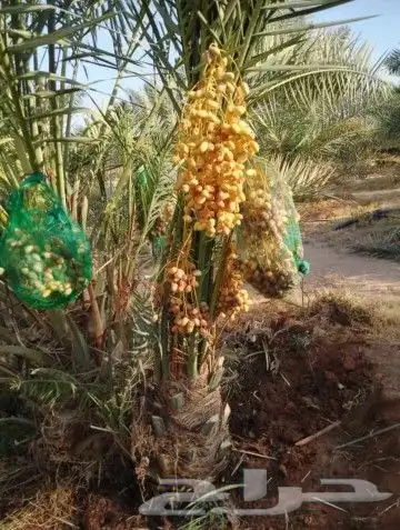 نخيل المملكه 1