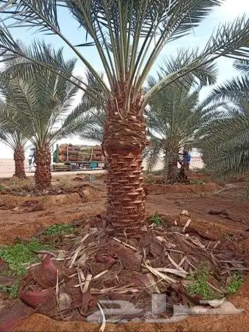 نخيل بجميع انواعه ومقاساته 15