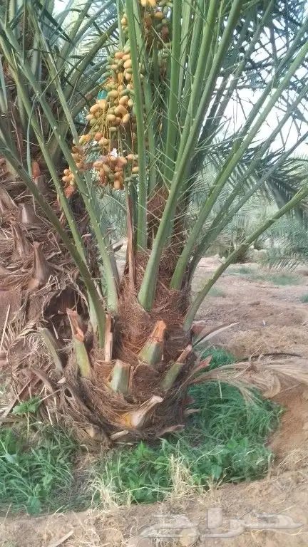 قراين وجثايث وفراخه بلقصيم 1