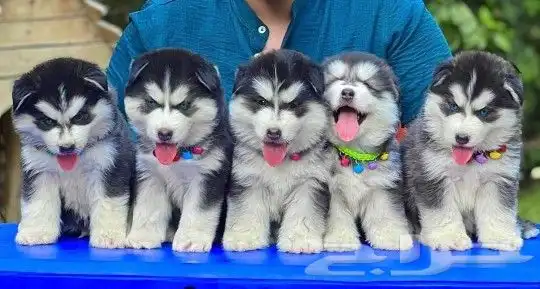 جراء كلاب هاسكي مستوا توب مميز (Husky) 2