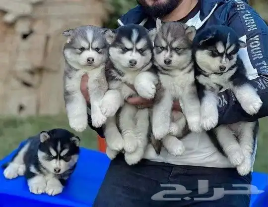 جراء كلاب هاسكي مستوا توب مميز (Husky) 1
