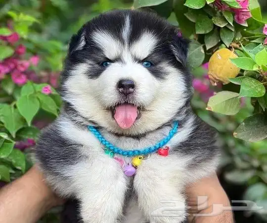 جراء كلاب هاسكي مستوا توب مميز (Husky) 0